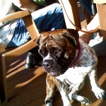 Lucy is watching the action.