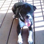 Archie just chillaxing on the deck.