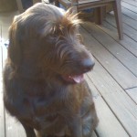 Baily is a happy dog!