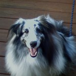 Eli having fun at Yappy Hour!
