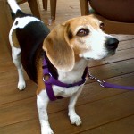 Willow at Yappy hour.
