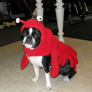 Does this shell make me look fat?