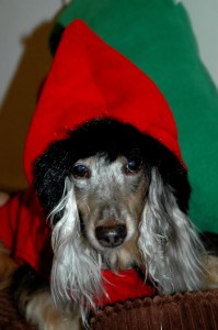 Dax in new coat!