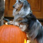 Dax on Pumpkin
