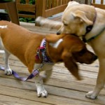 Two dogs playing rough.