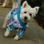 I love a Parade!