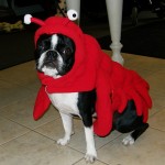 Happy Halloween!