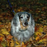 dax in leaves