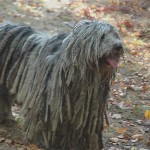 Orso 2002-2012