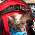 Squiggy rocking it at the 2011 Dog Parade!